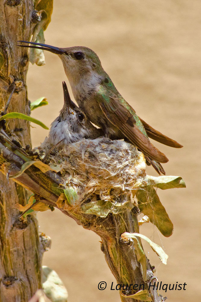 Hummingbirds from backyards and beyond